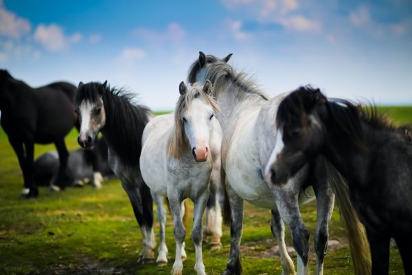 group of horses