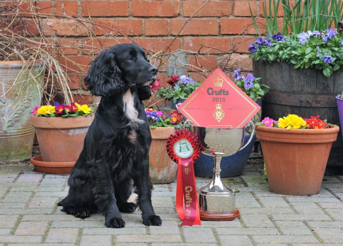 Crufts Winner Spaniel