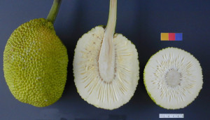 breadfruit raw